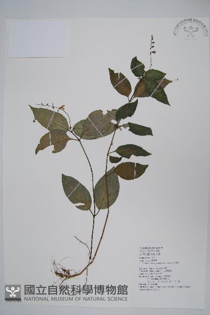 針刺草藏品圖，第1張