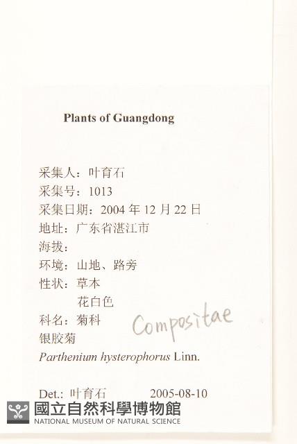 銀膠菊藏品圖，第2張