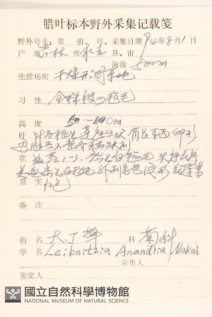 大丁草藏品圖，第2張