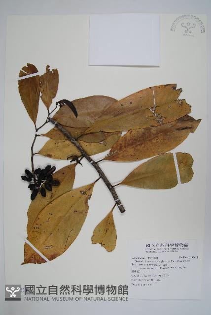 恆春哥納香藏品圖，第1張