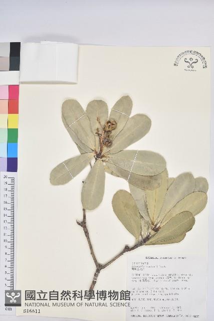 蘭嶼土沉香藏品圖，第1張