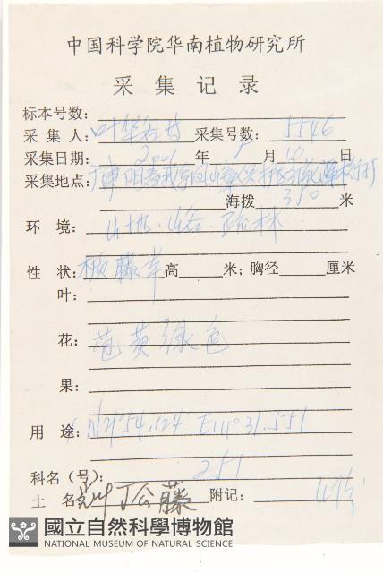 光葉丁公藤藏品圖，第2張