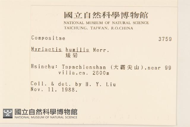 矮菊藏品圖，第2張