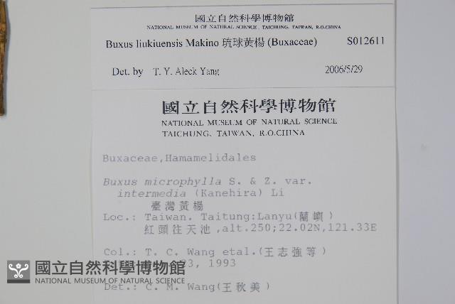 琉球黃楊藏品圖，第2張