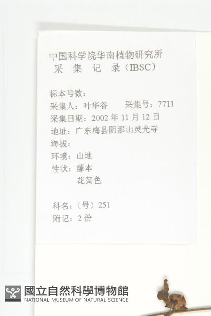 卵葉菜欒藤藏品圖，第2張