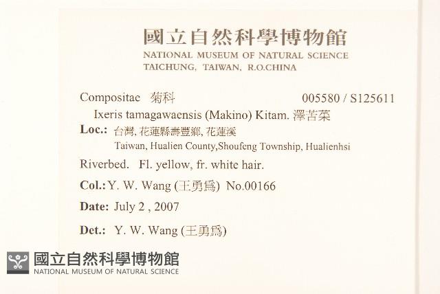 澤苦菜藏品圖，第2張