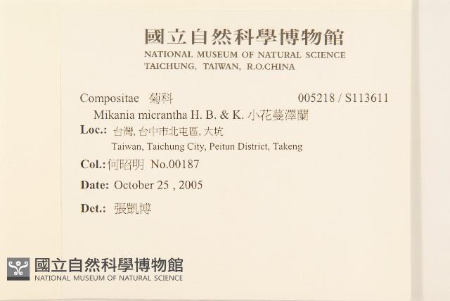 小花蔓澤蘭藏品圖，第2張