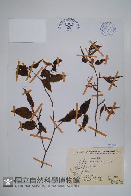 阿里山千金榆藏品圖，第1張
