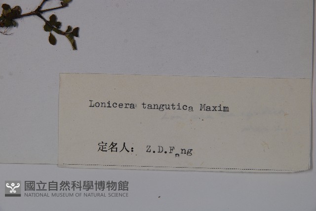 唐古特忍冬藏品圖，第2張