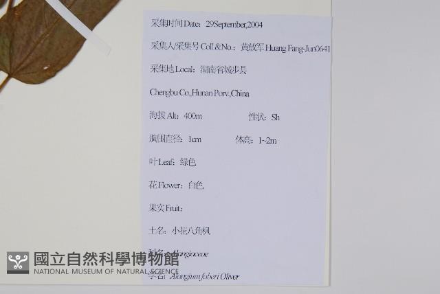 小花八角楓藏品圖，第2張