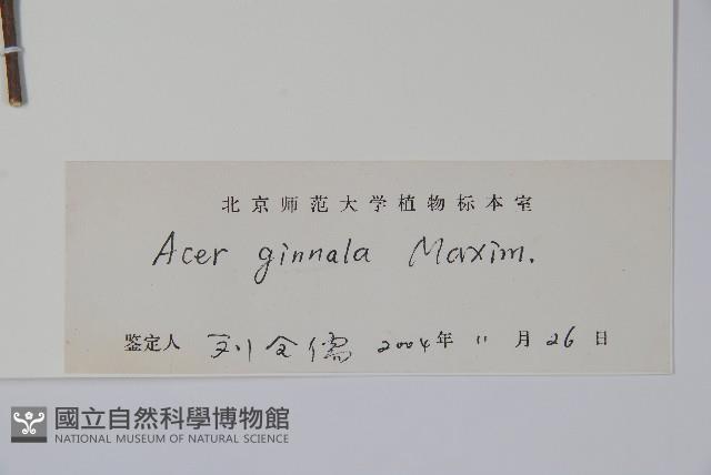 華北茶條槭藏品圖，第2張