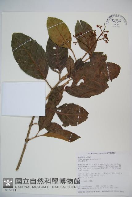 Sweet Viburnum Collection Image, Figure 1, Total 2 Figures