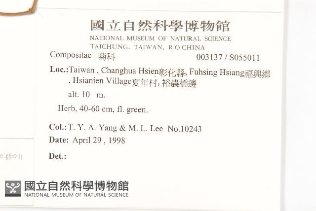 蒼耳、羊帶來藏品圖，第2張