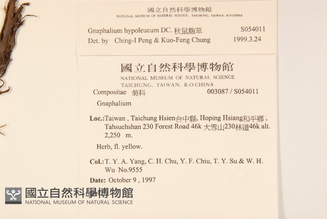 秋鼠麴草藏品圖，第2張