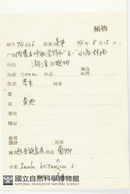 歐亞旋覆花藏品圖，第2張