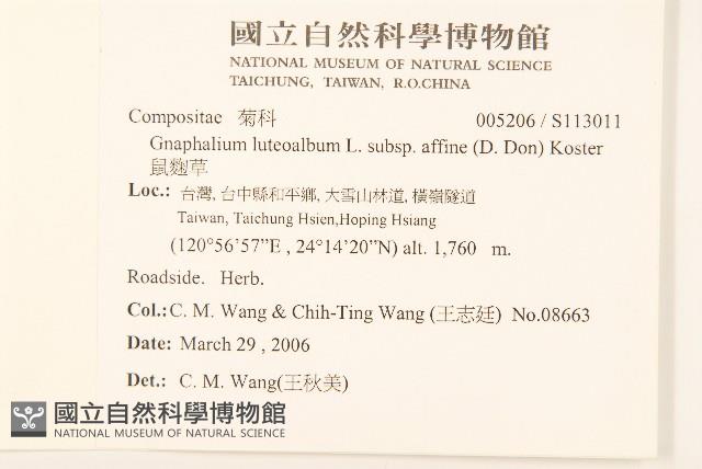 鼠麴草藏品圖，第2張