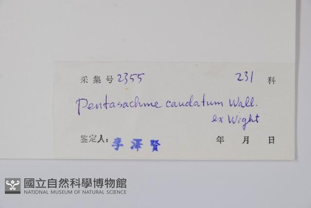 石蘿藦藏品圖，第2張