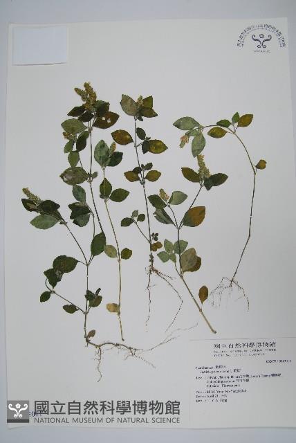 爵床藏品圖，第1張