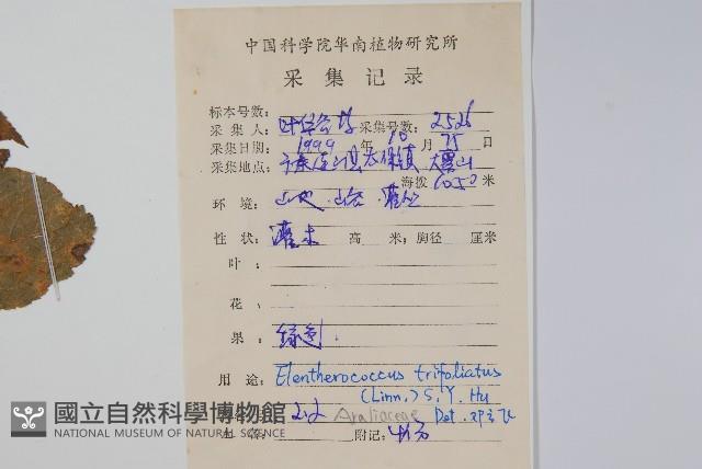 三葉五加藏品圖，第2張