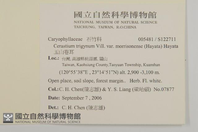 玉山卷耳藏品圖，第2張