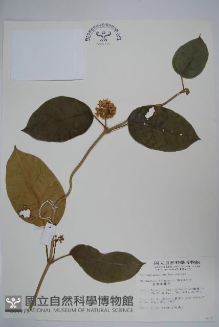 臺灣牛嬭菜藏品圖，第1張