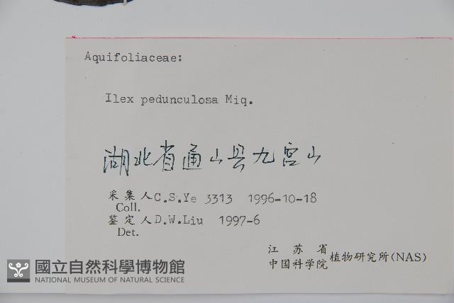 刻脈冬青藏品圖，第2張