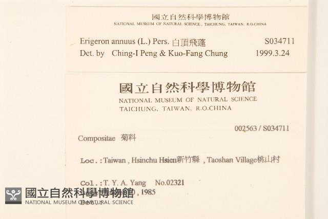 白頂飛蓬藏品圖，第2張