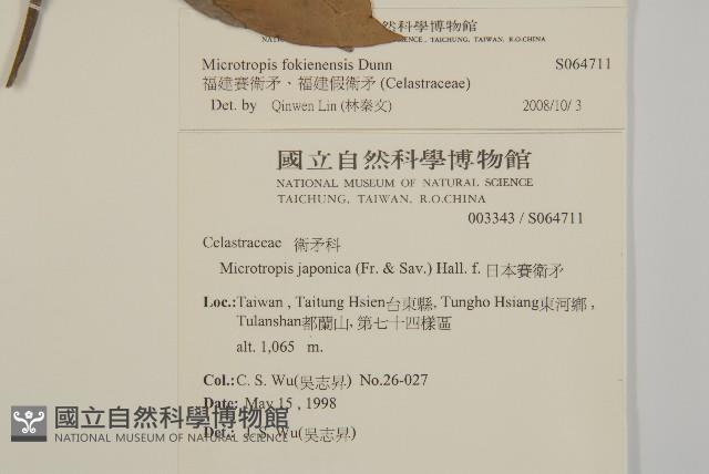 福建賽衛矛、福建假衛矛藏品圖，第2張