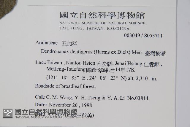 臺灣樹參藏品圖，第2張