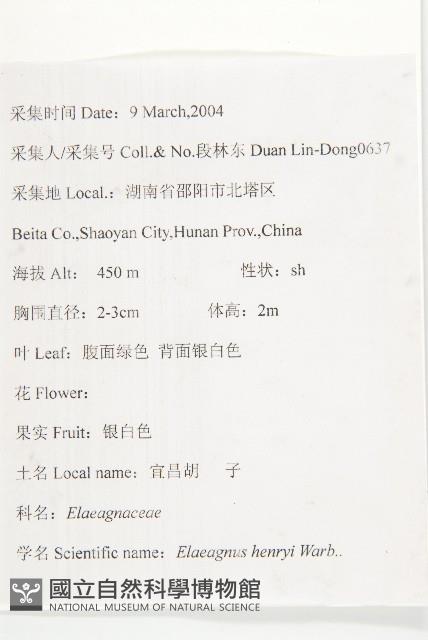 宜昌胡頹子藏品圖，第2張