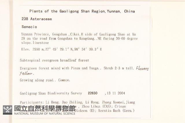 黃白尾藥菊藏品圖，第2張