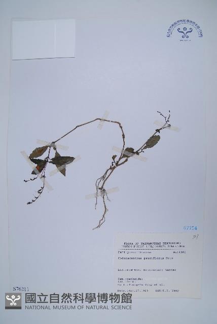 針刺草藏品圖，第1張