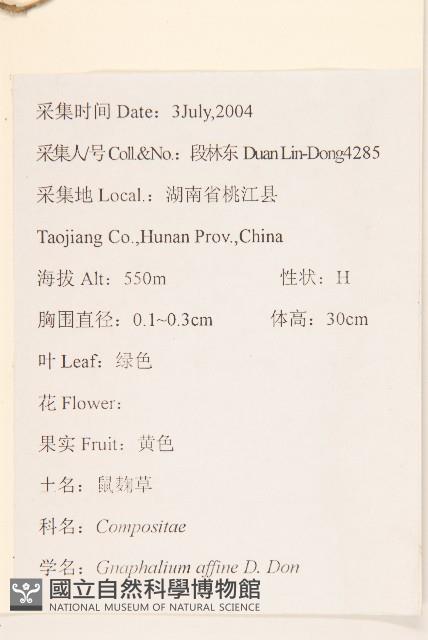 鼠麴草藏品圖，第2張