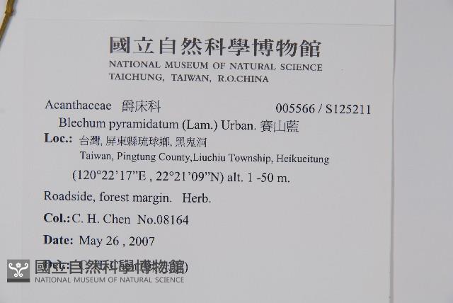 賽山藍藏品圖，第2張