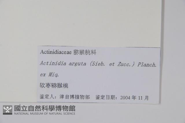 軟棗獼猴桃藏品圖，第2張