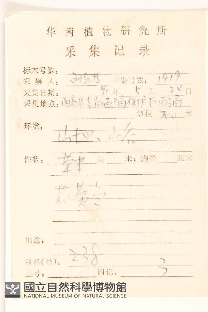 苦苣菜藏品圖，第2張