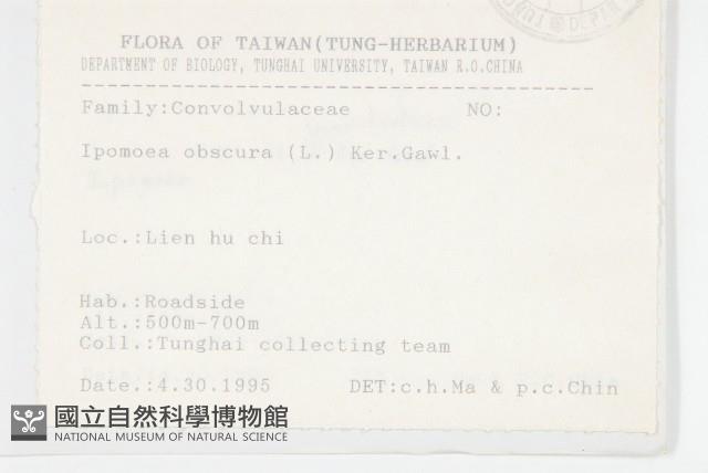 銳葉牽牛藏品圖，第2張