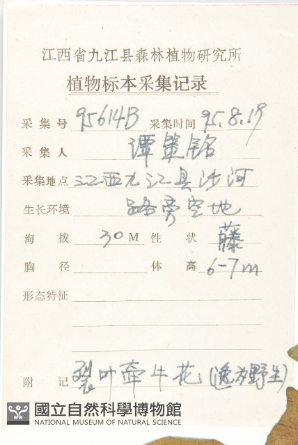 碗仔花藏品圖，第2張