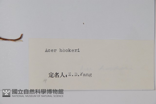 青榨槭藏品圖，第2張