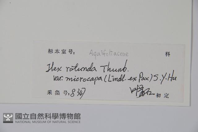 細果鐵冬青藏品圖，第2張