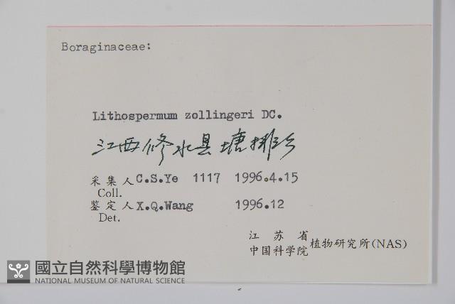 梓木草藏品圖，第2張