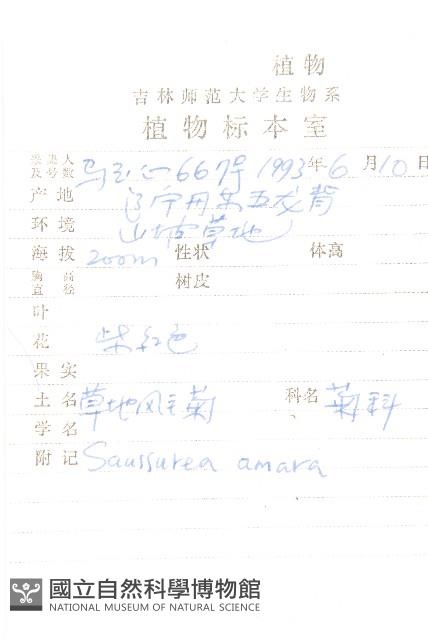 草地風毛菊藏品圖，第2張