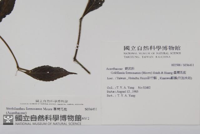 臺灣馬藍藏品圖，第2張