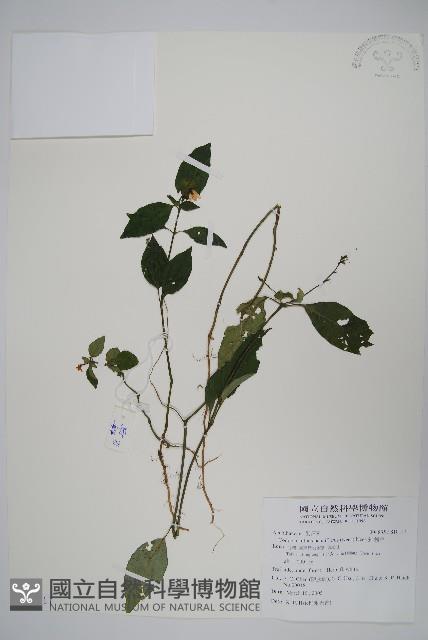 針刺草藏品圖，第1張
