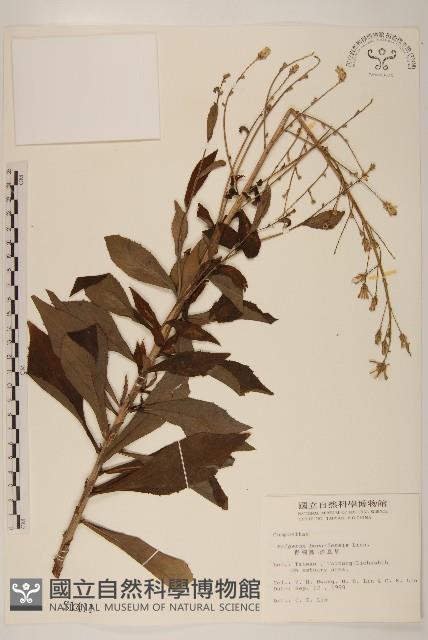 野塘蒿藏品圖，第1張