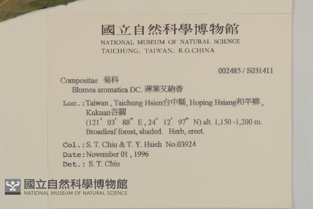 薄葉艾納香藏品圖，第2張