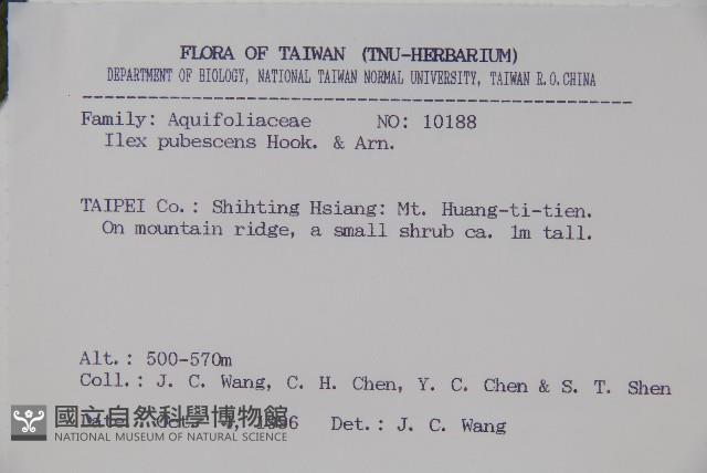 密毛假黃楊藏品圖，第2張