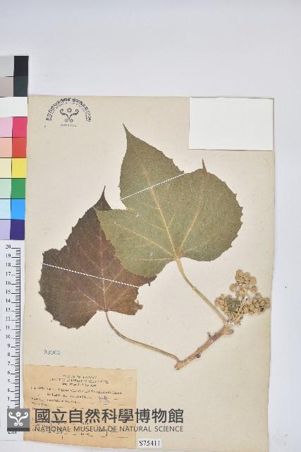 蟲屎藏品圖，第1張