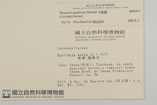 牛繁縷藏品圖，第2張