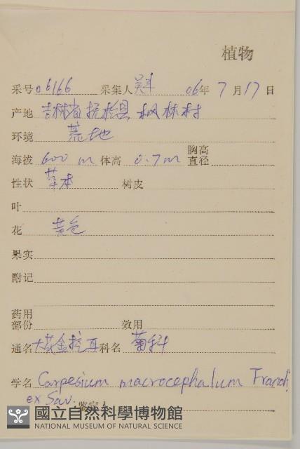 大花金挖耳藏品圖，第2張